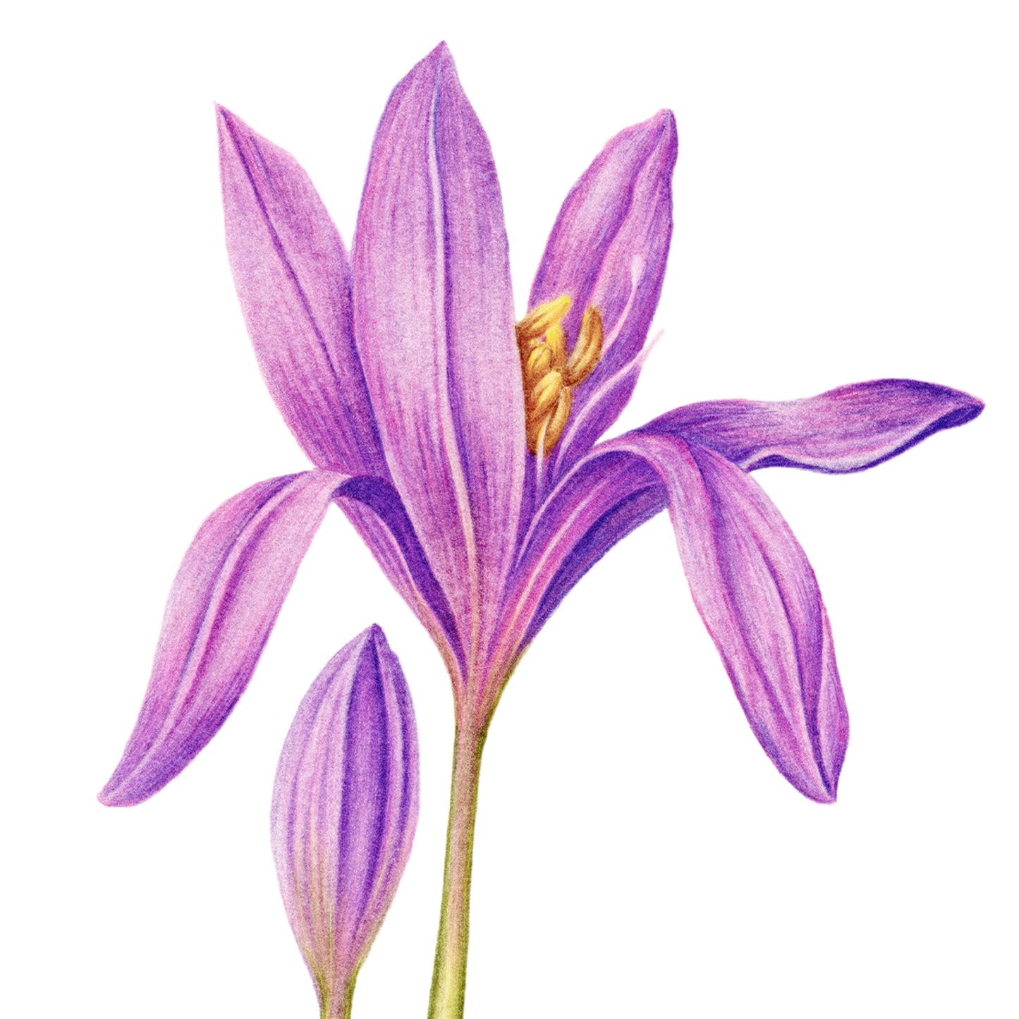 Autumn Crocus Botanical Illustration No. 3 | Fine Art Print