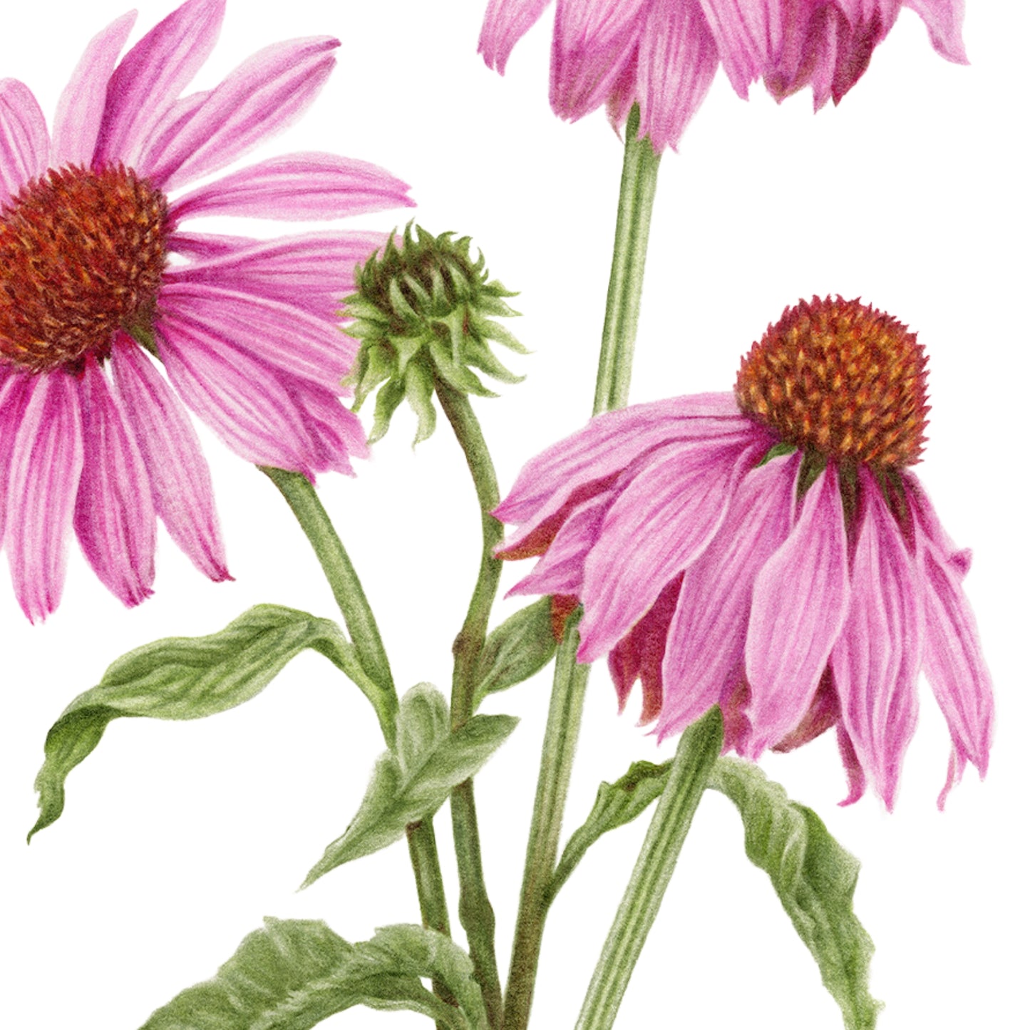 Purple Coneflower Botanical Illustration No. 6 | Fine Art Print