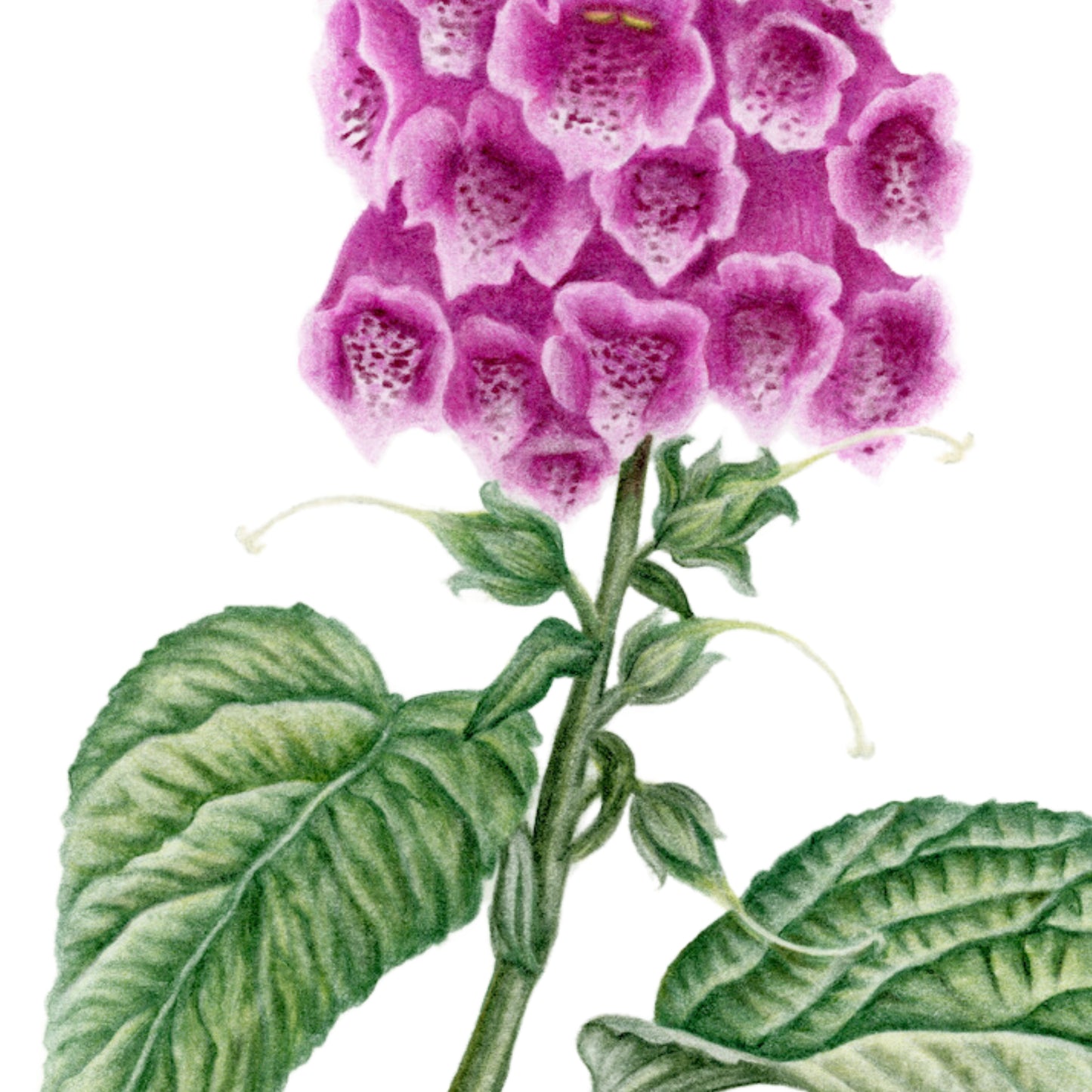 Foxglove Botanical Illustration No. 2 | Fine Art Print