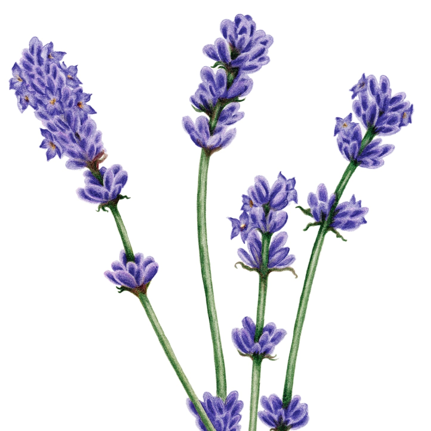 Lavender Botanical Illustration No. 5 | Fine Art Print