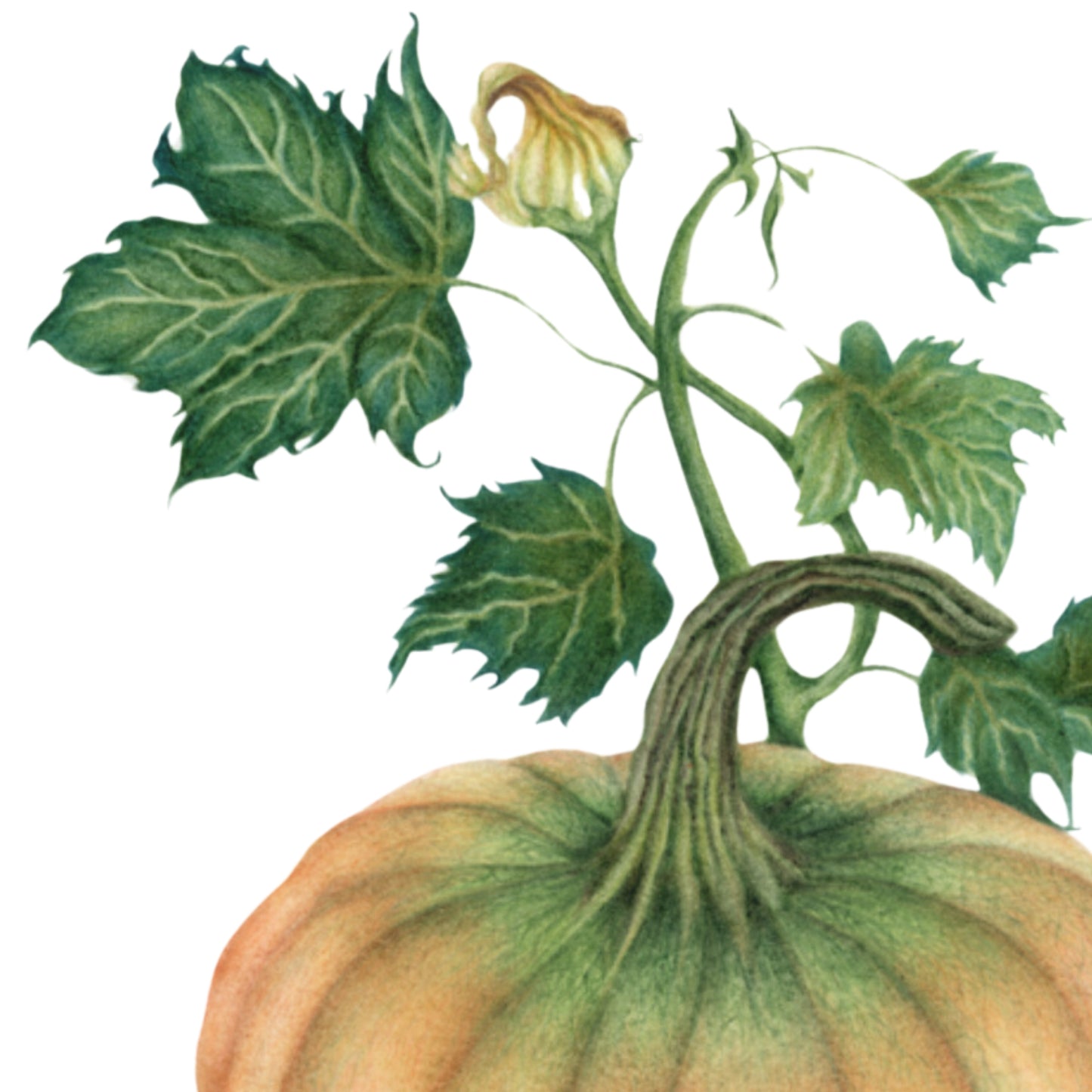 Pumpkin Botanical Illustration No. 7 | Fine Art Print