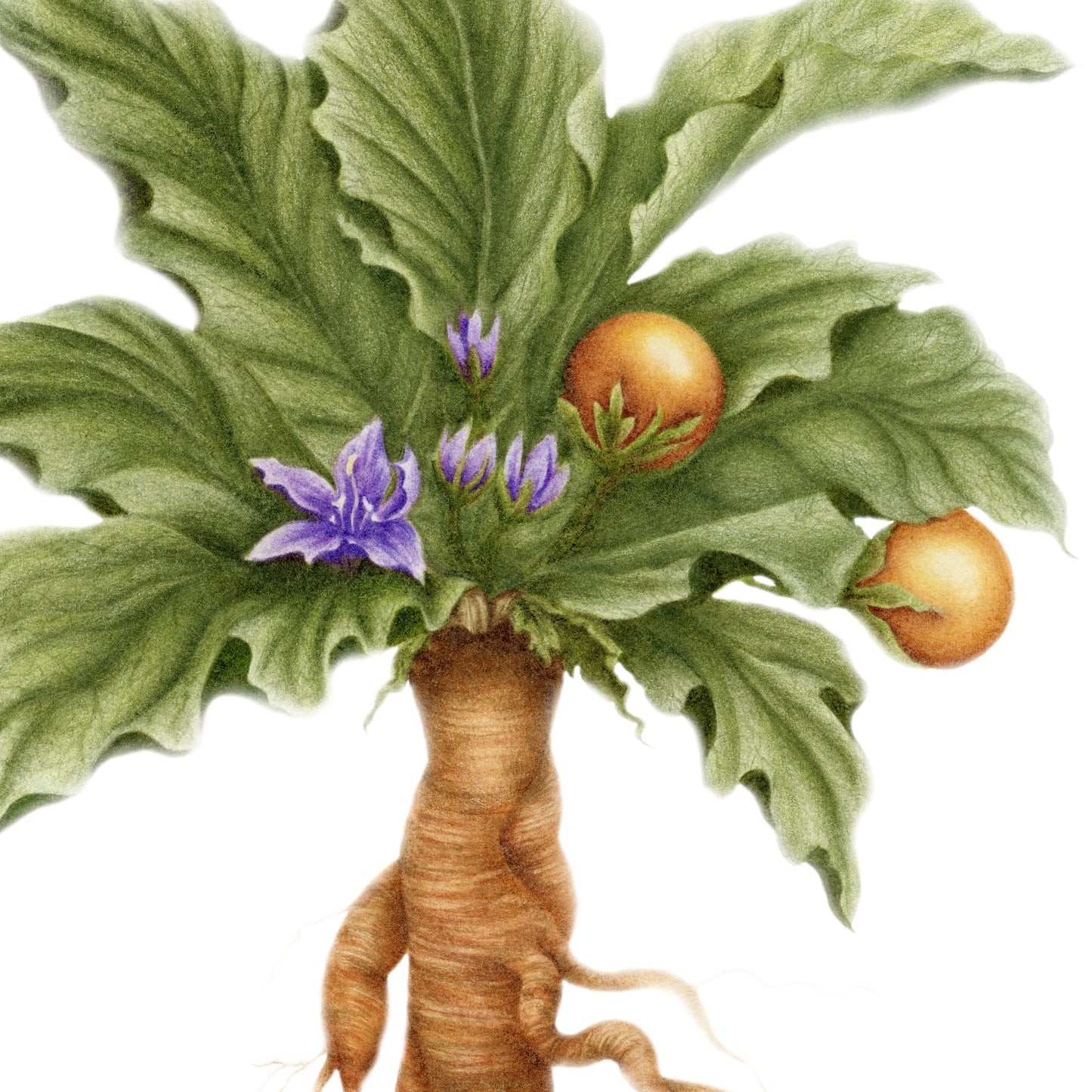 Mandrake Botanical Illustration No. 8 | Fine Art Print
