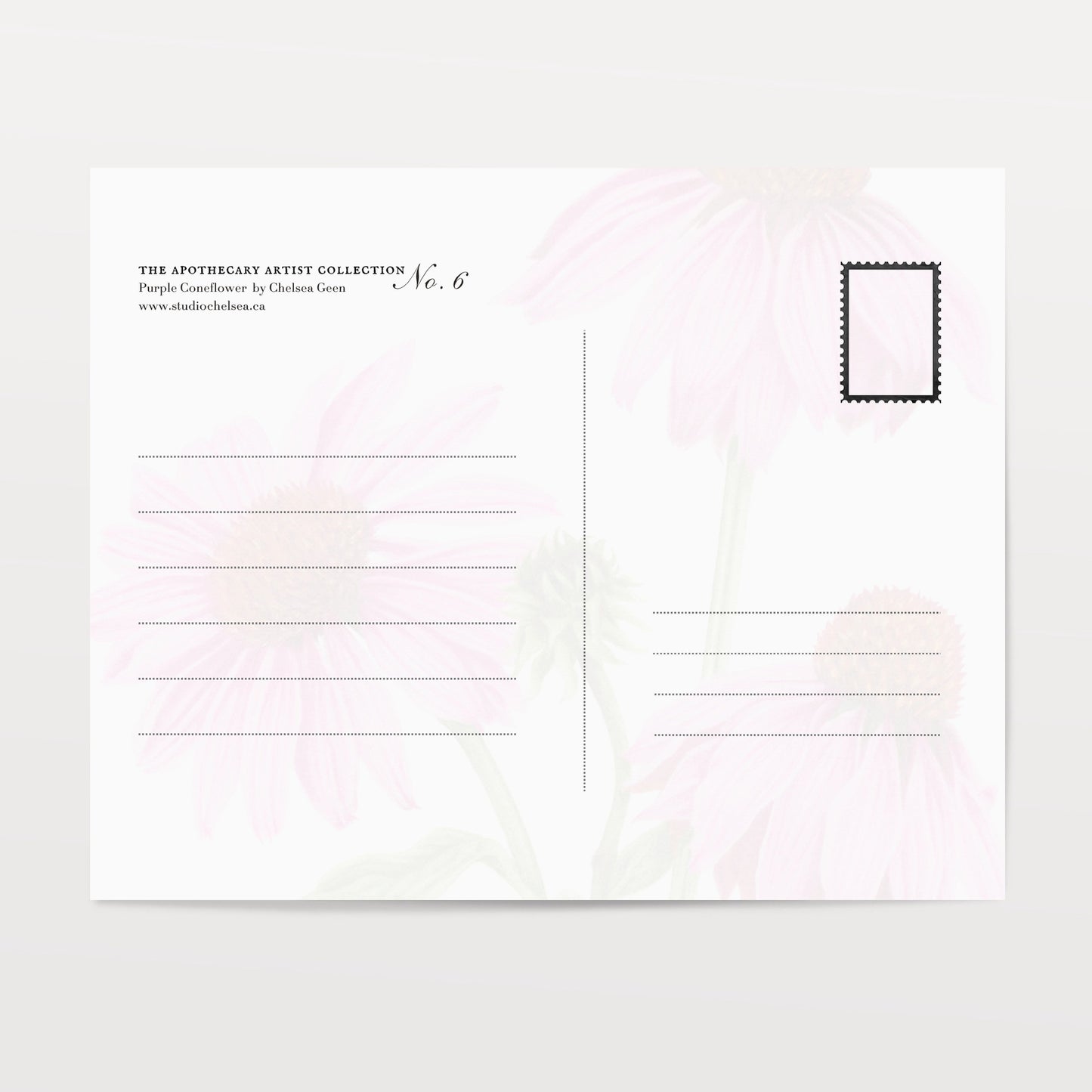 Purple Coneflower Postcard