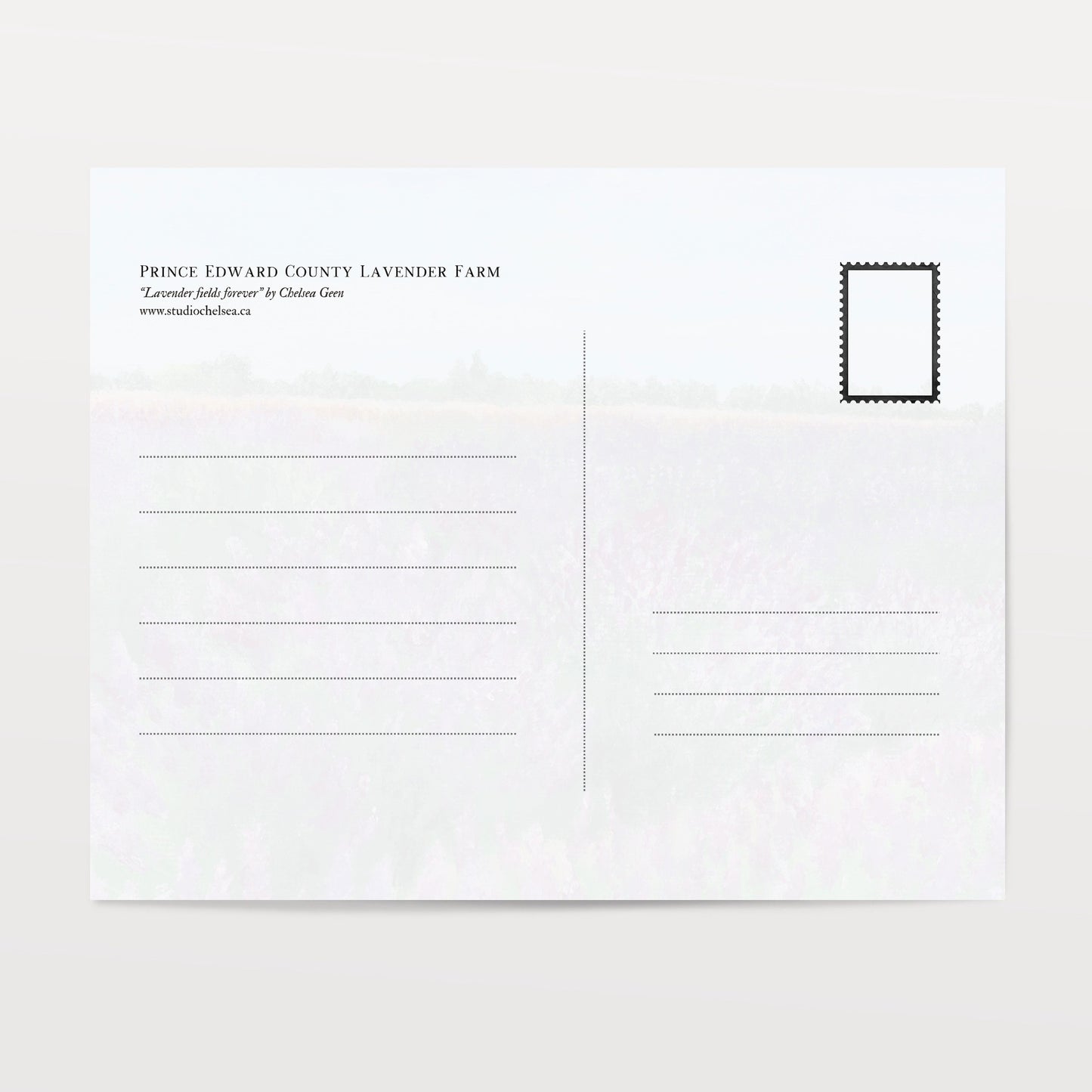 Lavender Fields Forever Postcard