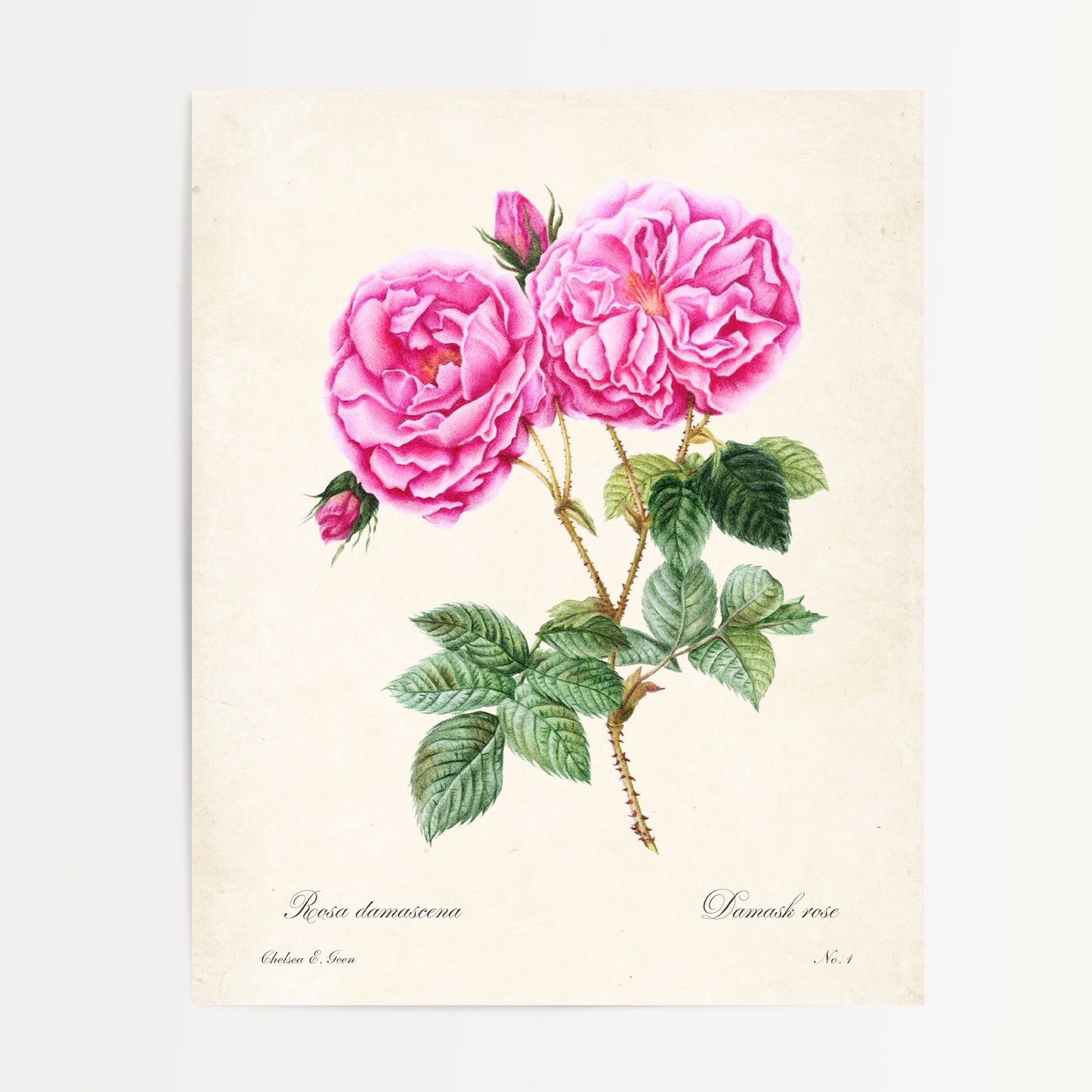 Rose Postcard