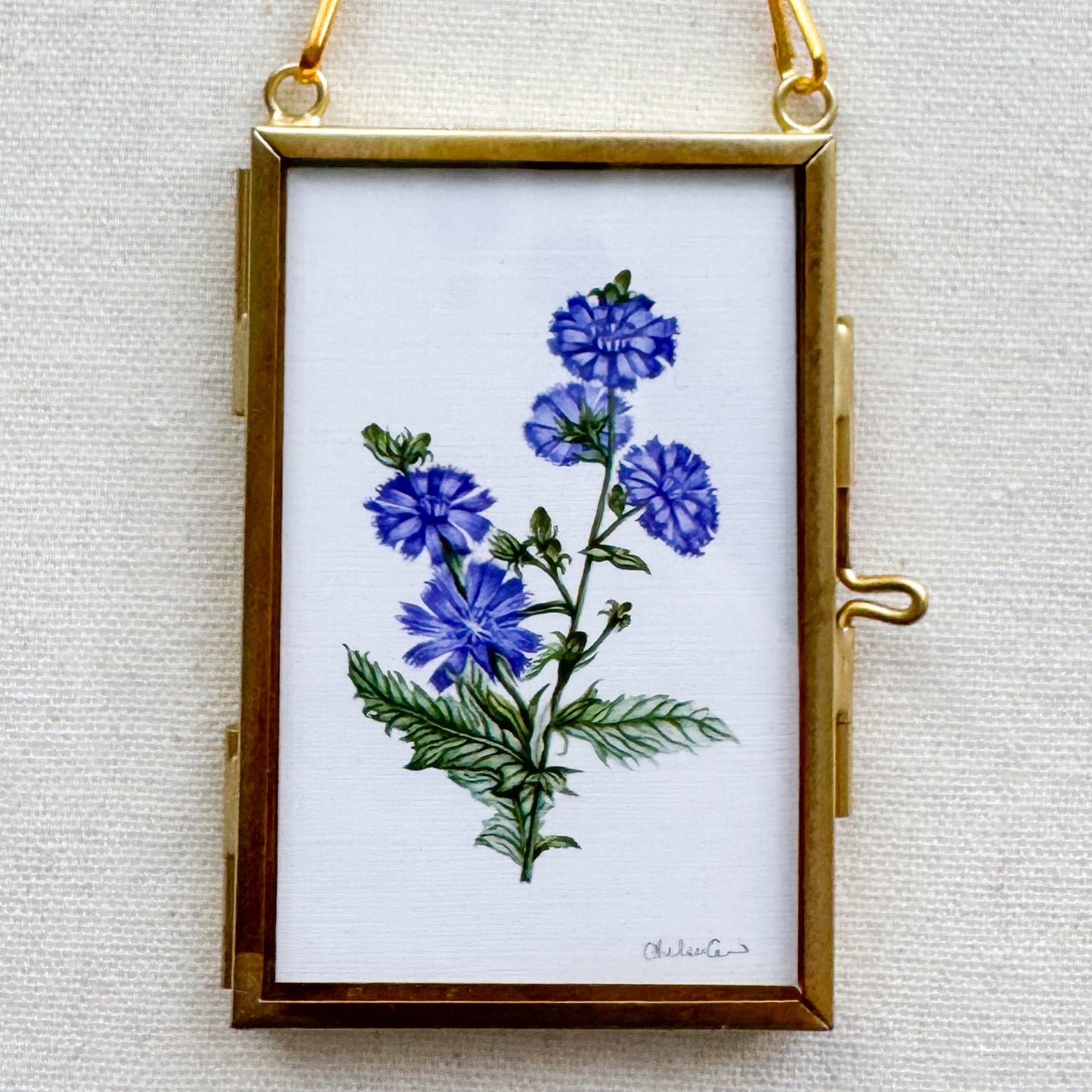 Chicory Botanical Illustration Glass Frame Ornament