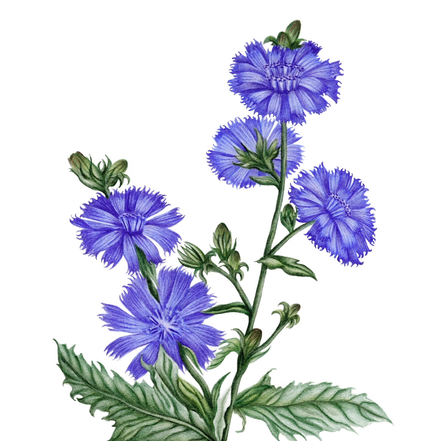 Chicory Botanical Illustration Fine Art Print