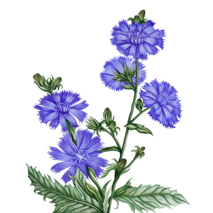 Chicory Botanical Illustration Fine Art Print