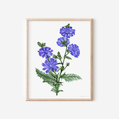 Chicory Botanical Illustration Fine Art Print
