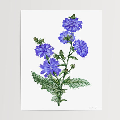 Chicory Botanical Illustration Fine Art Print