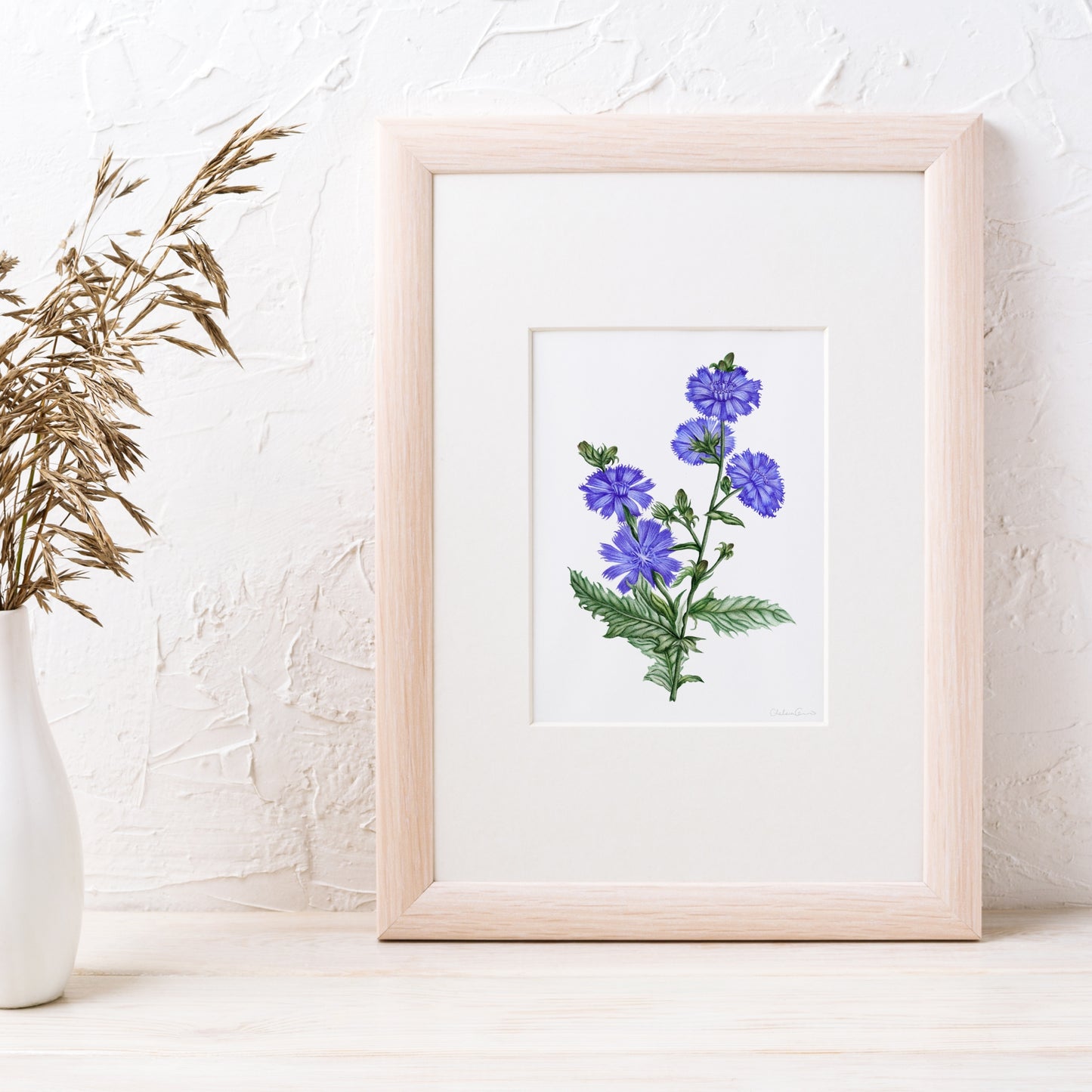 Chicory Botanical Illustration Fine Art Print