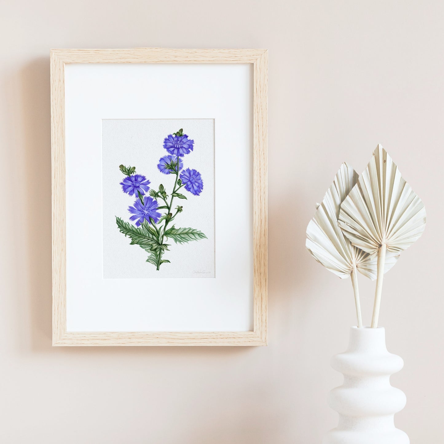 Chicory Botanical Illustration Fine Art Print