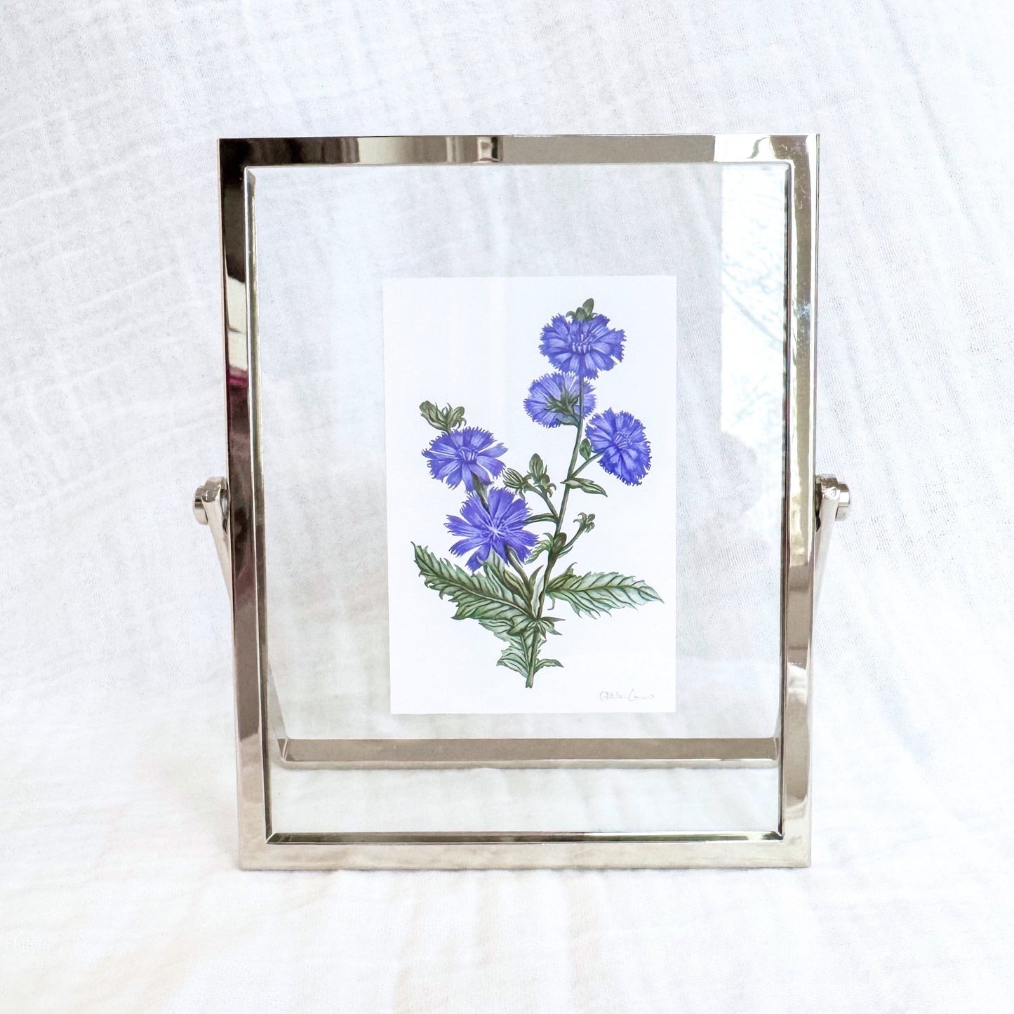 Chicory Botanical Illustration Fine Art Print, 2x3 | Framed