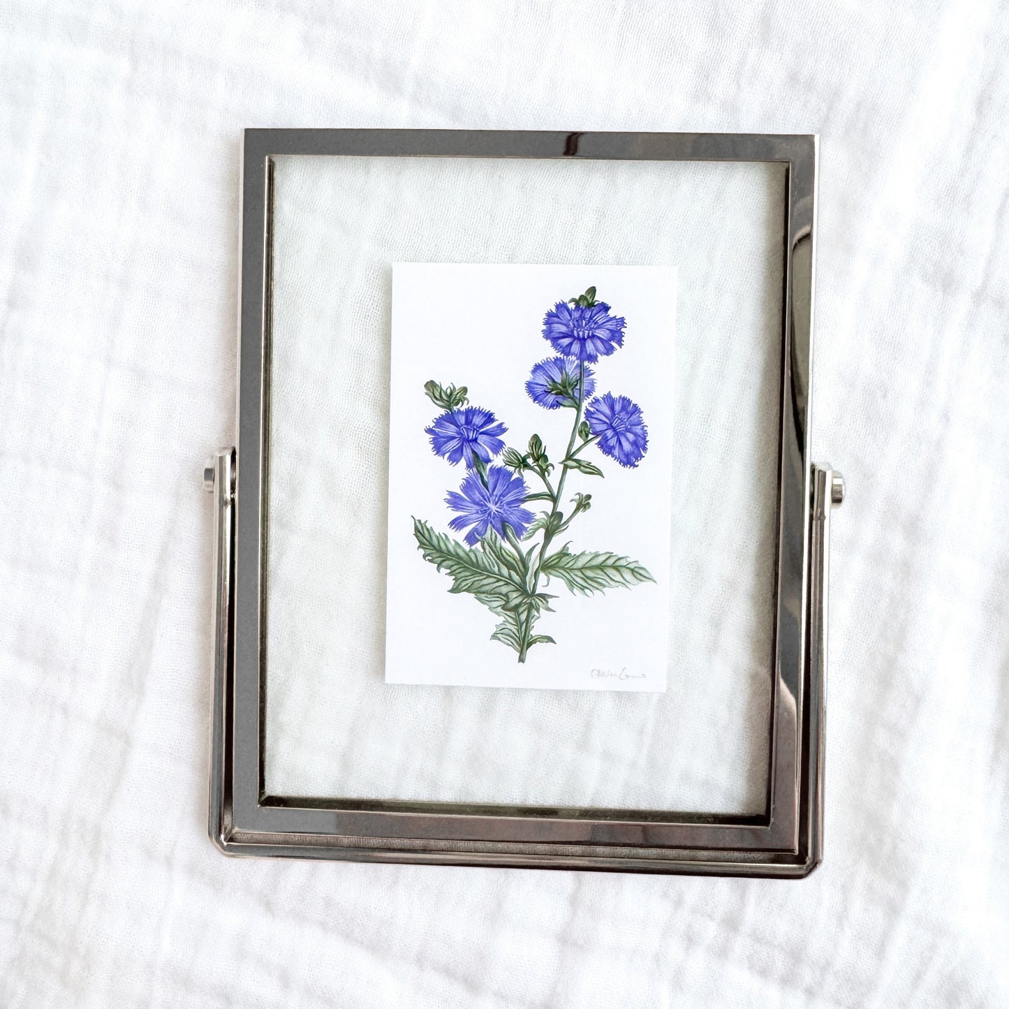 Chicory Botanical Illustration Fine Art Print, 2x3 | Framed