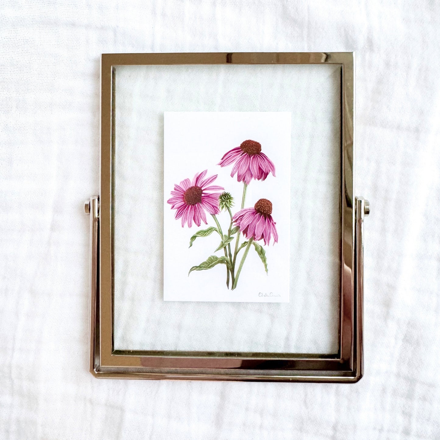 Purple Coneflower Botanical Illustration Fine Art Print, 2x3 | Framed