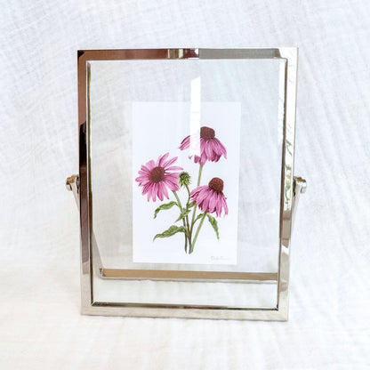 Purple Coneflower Botanical Illustration Fine Art Print, 2x3 | Framed
