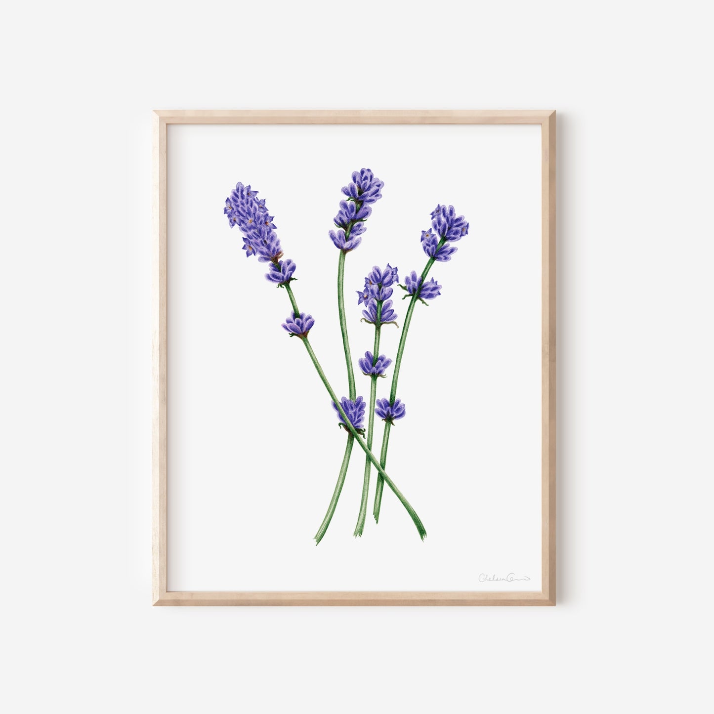 Lavender Botanical Illustration No. 5 | Fine Art Print