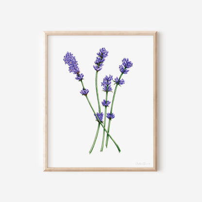 Lavender Botanical Illustration No. 5 | Fine Art Print