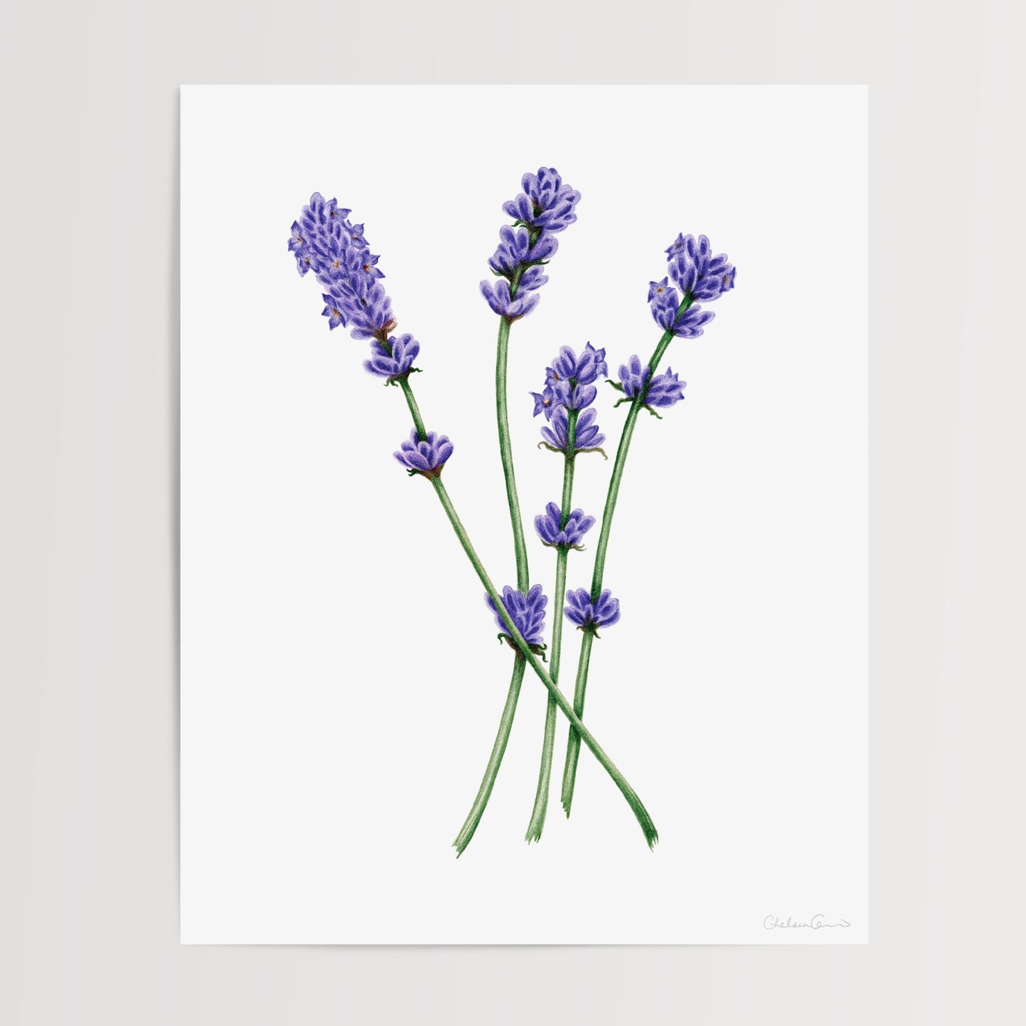 Lavender Botanical Illustration No. 5 | Fine Art Print