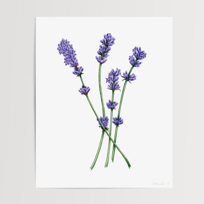 Lavender Botanical Illustration No. 5 | Fine Art Print