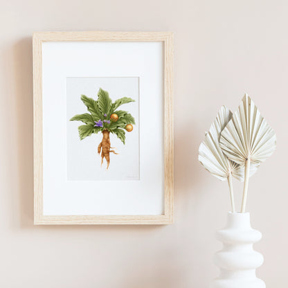 Mandrake Botanical Illustration No. 8 | Fine Art Print