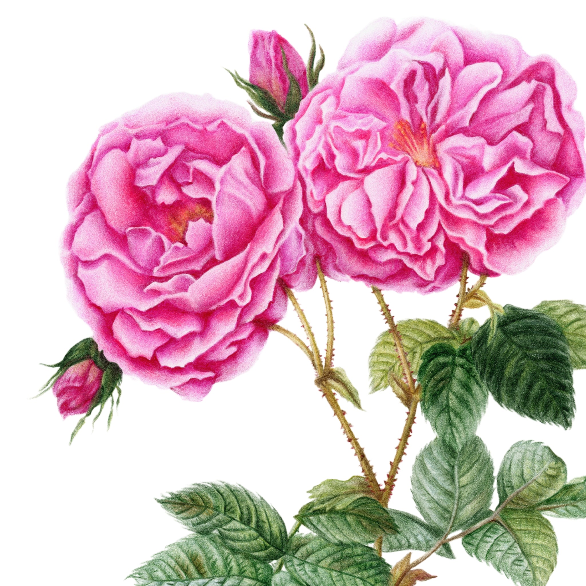 Rose Botanical Illustration No. 1 | Fine Art Print – Studio Chelsea