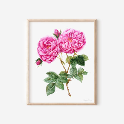 Rose Botanical Illustration No. 1 | Fine Art Print