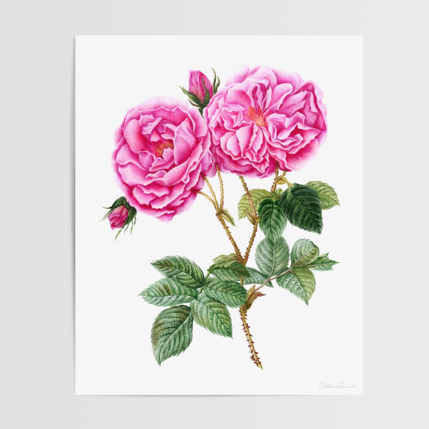 Rose Botanical Illustration No. 1 | Fine Art Print