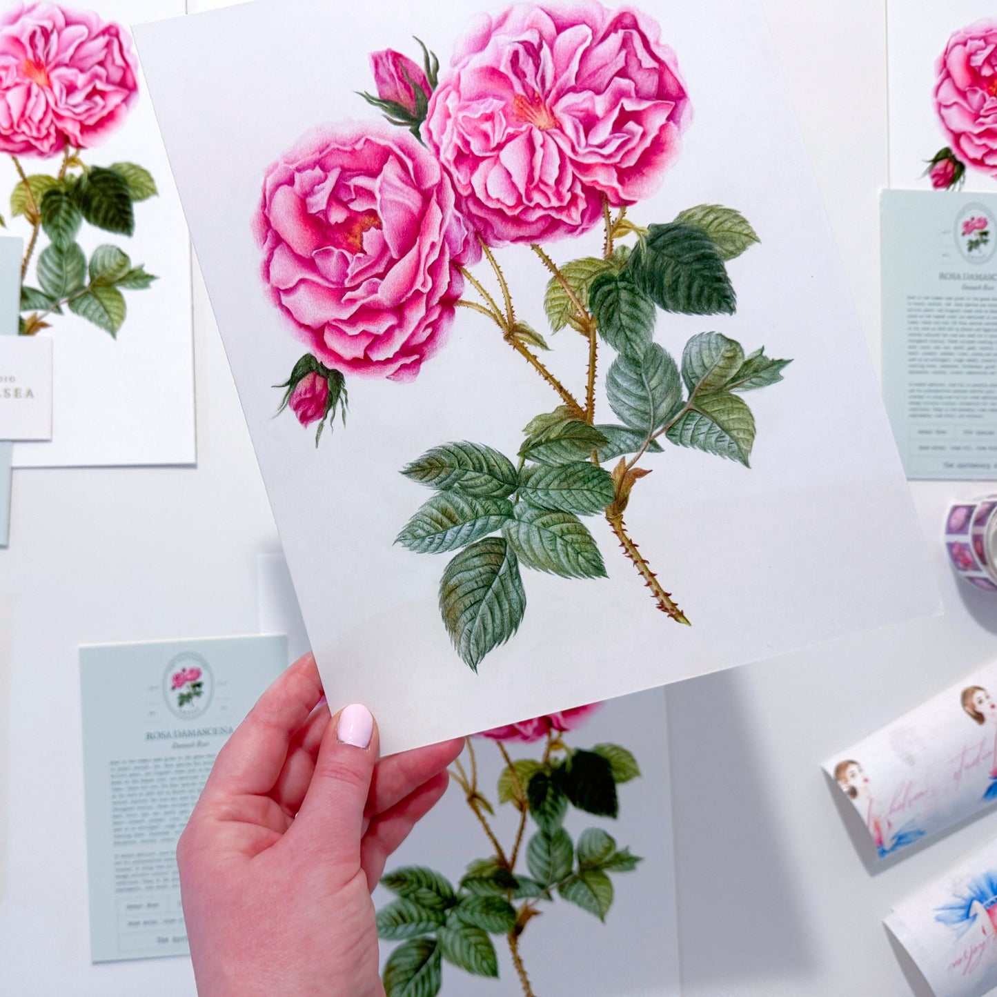 Rose Botanical Illustration No. 1 | Fine Art Print