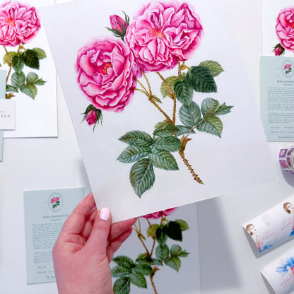 Rose Botanical Illustration No. 1 | Fine Art Print