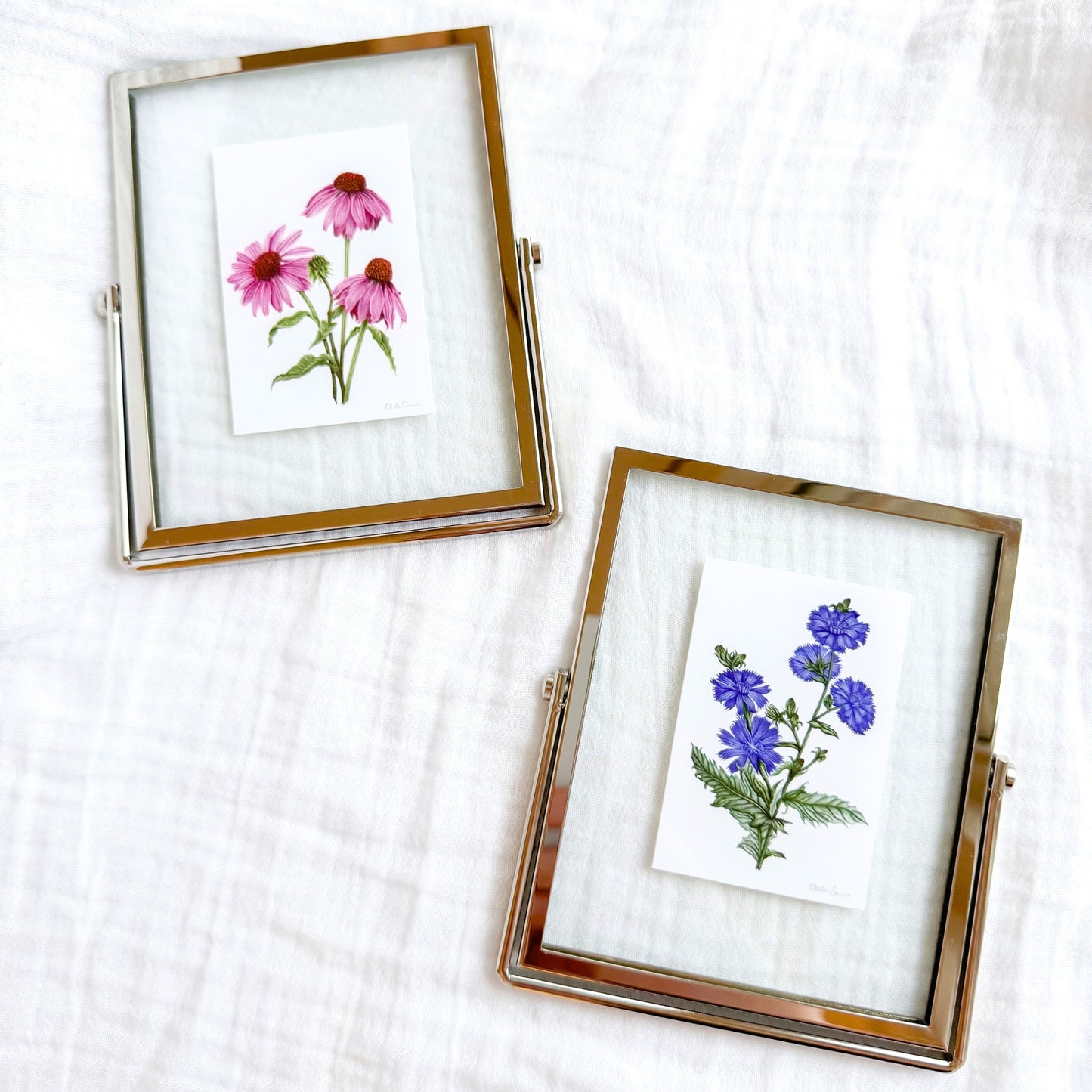 Purple Coneflower Botanical Illustration Fine Art Print, 2x3 | Framed