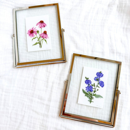 Purple Coneflower Botanical Illustration Fine Art Print, 2x3 | Framed