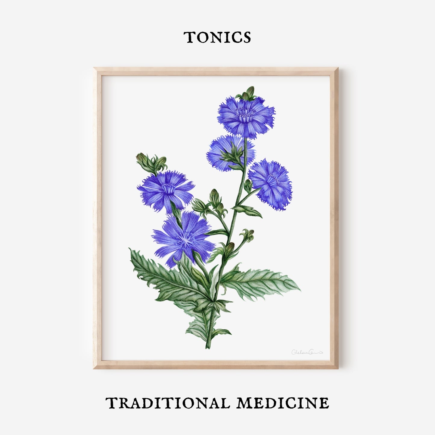 Chicory Botanical Illustration No. 4 | Fine Art Print