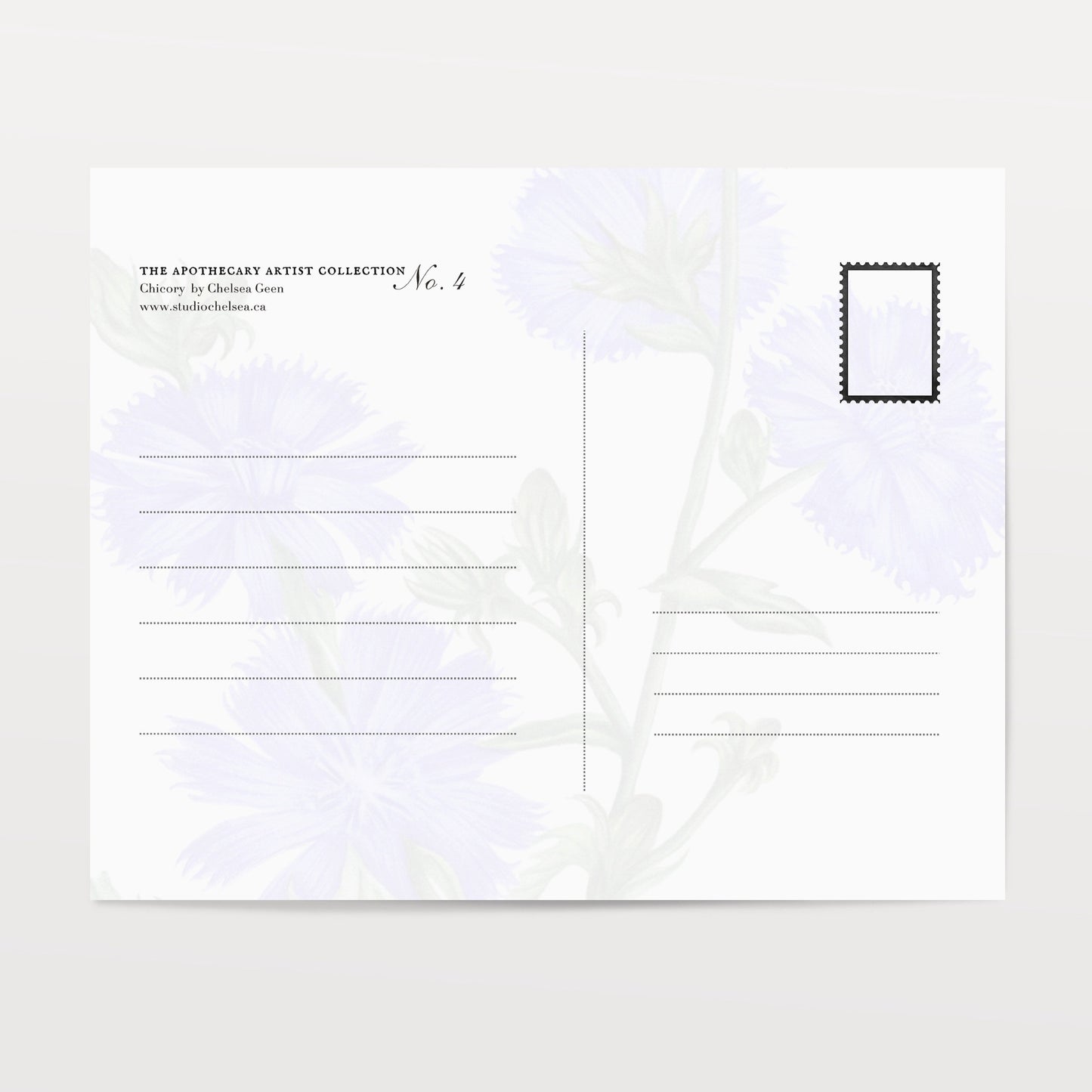 Chicory Postcard