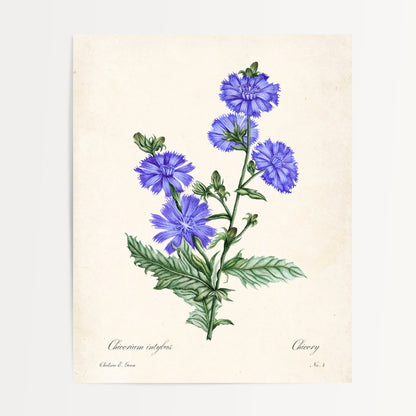 Chicory Postcard