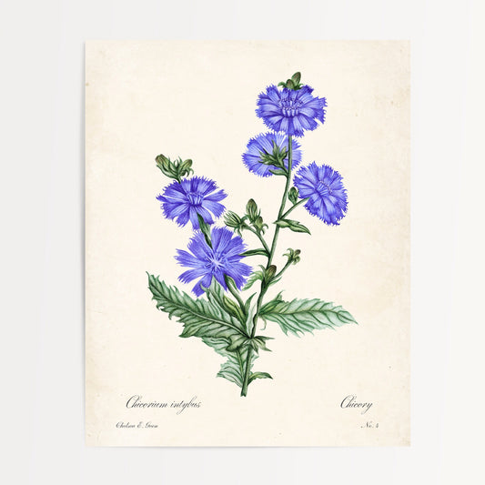 Chicory Postcard
