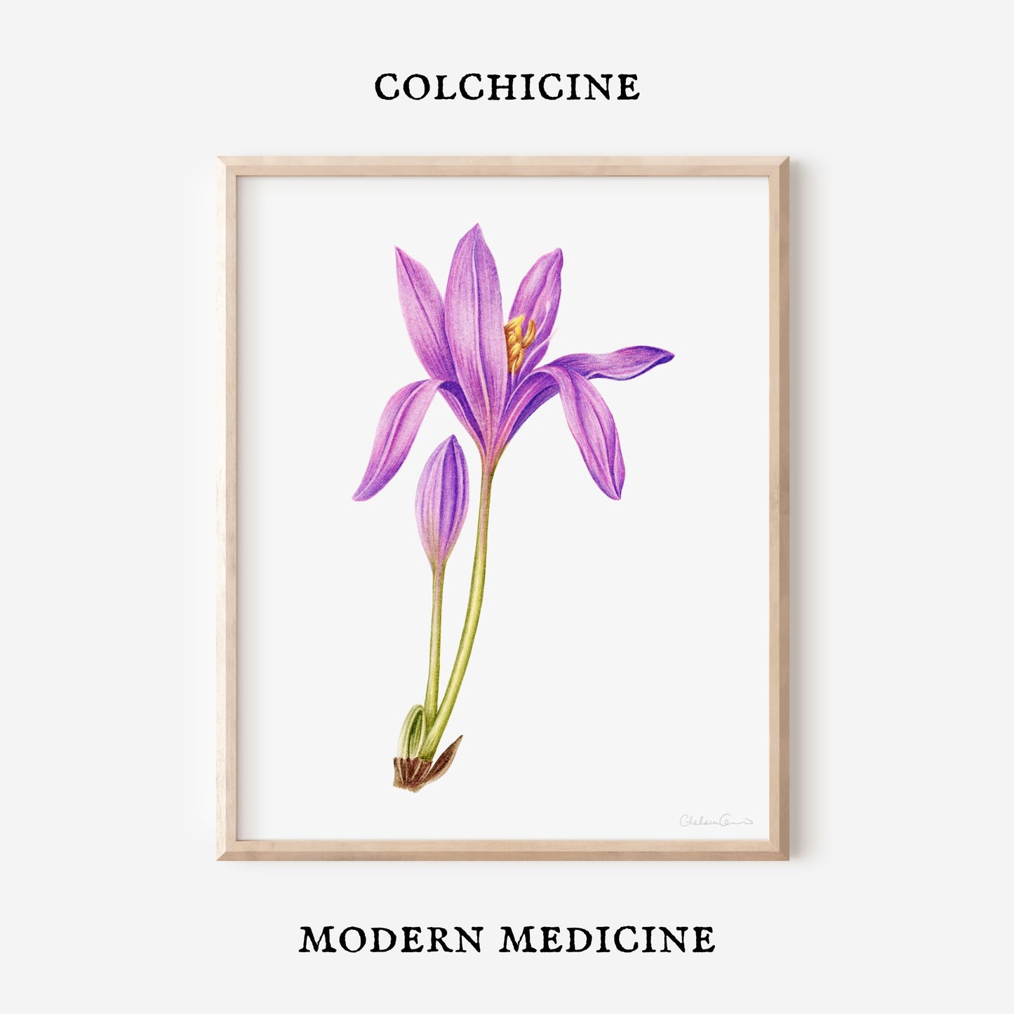 Autumn Crocus Botanical Illustration No. 3 | Fine Art Print