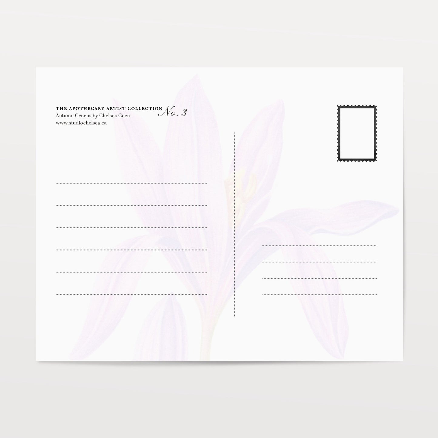 Autumn Crocus Postcard