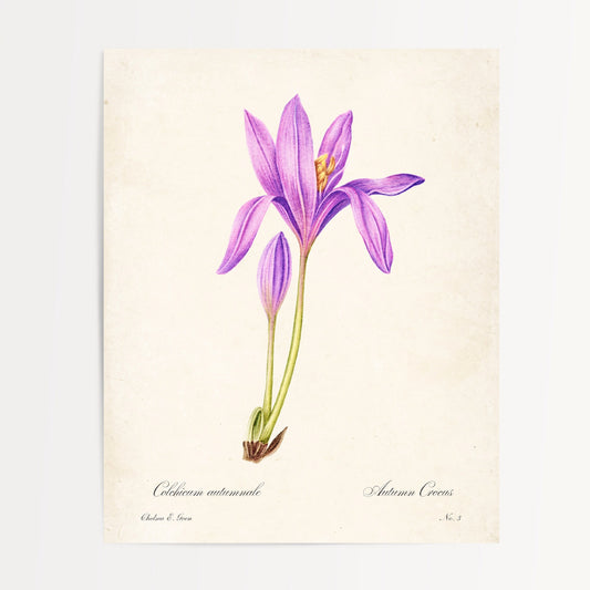 Autumn Crocus Postcard