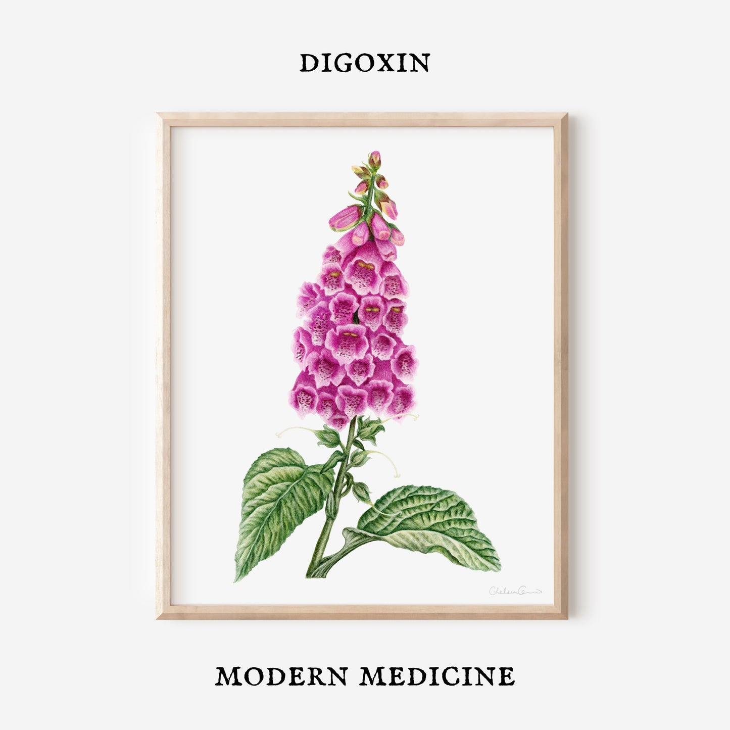 Foxglove Botanical Illustration No. 2 | Fine Art Print