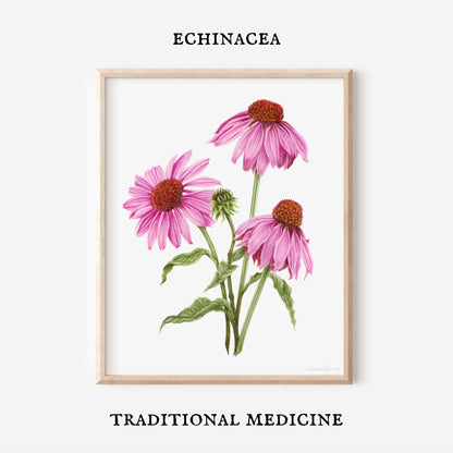Purple Coneflower Botanical Illustration No. 6 | Fine Art Print