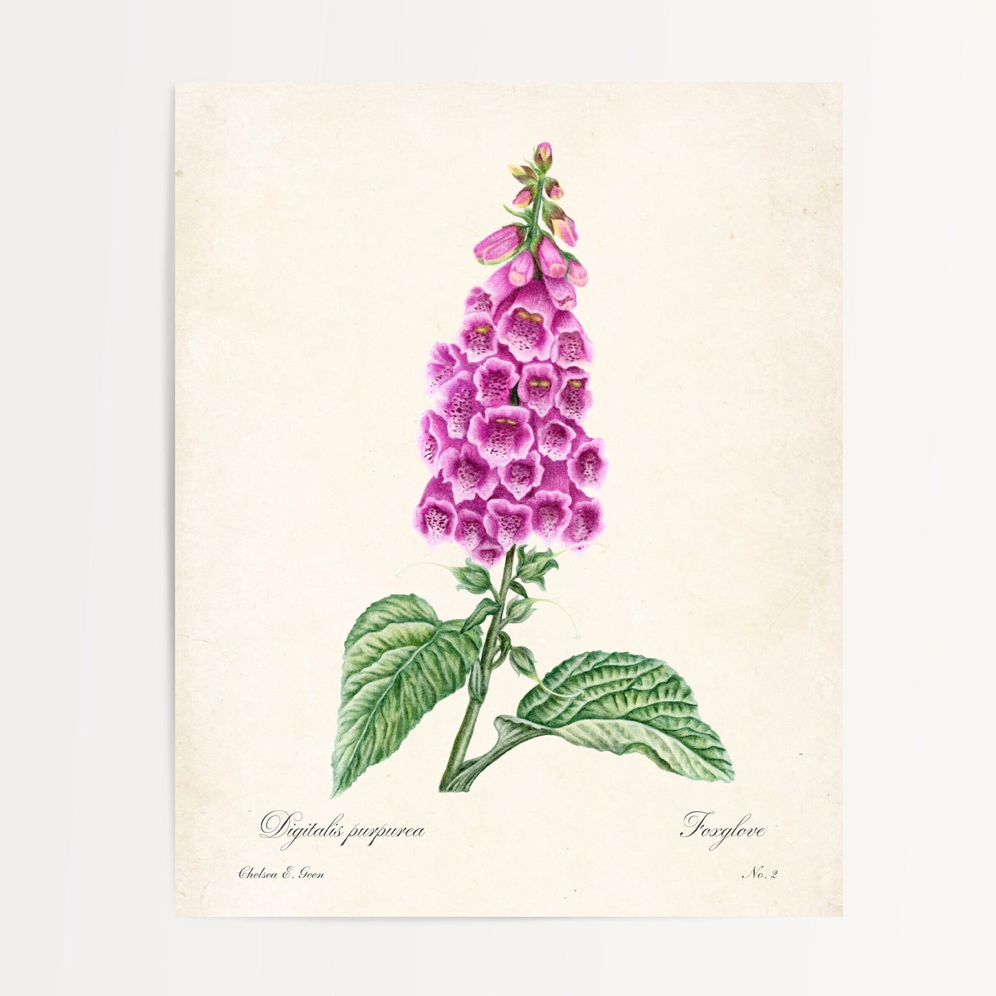 Foxglove Postcard
