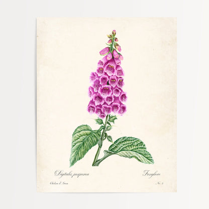 Foxglove Postcard