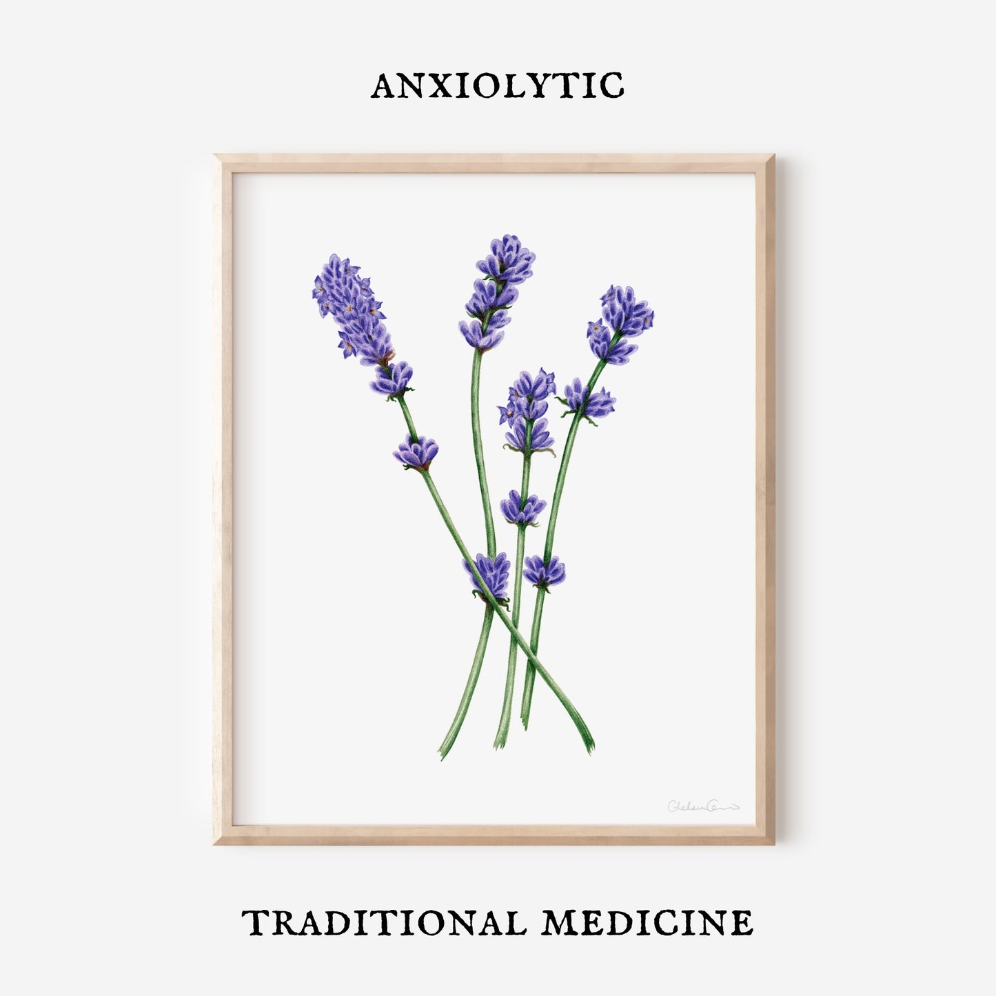 Lavender Botanical Illustration No. 5 | Fine Art Print
