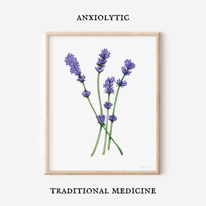 Lavender Botanical Illustration No. 5 | Fine Art Print