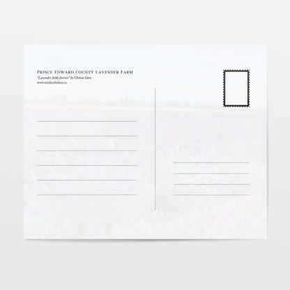 Lavender Fields Forever Postcard