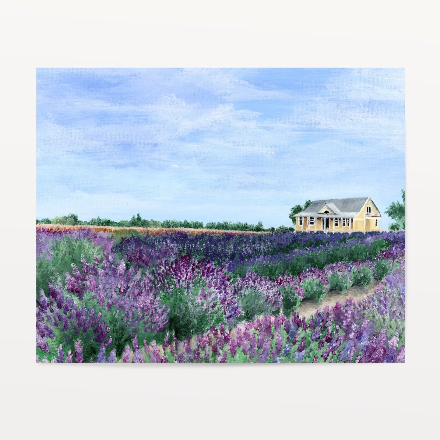 Lavender Fields Forever Postcard