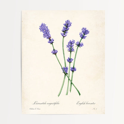 Lavender Postcard