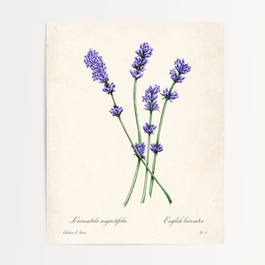 Lavender Postcard