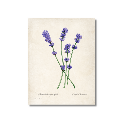 Lavender Botanical Illustration Postcard